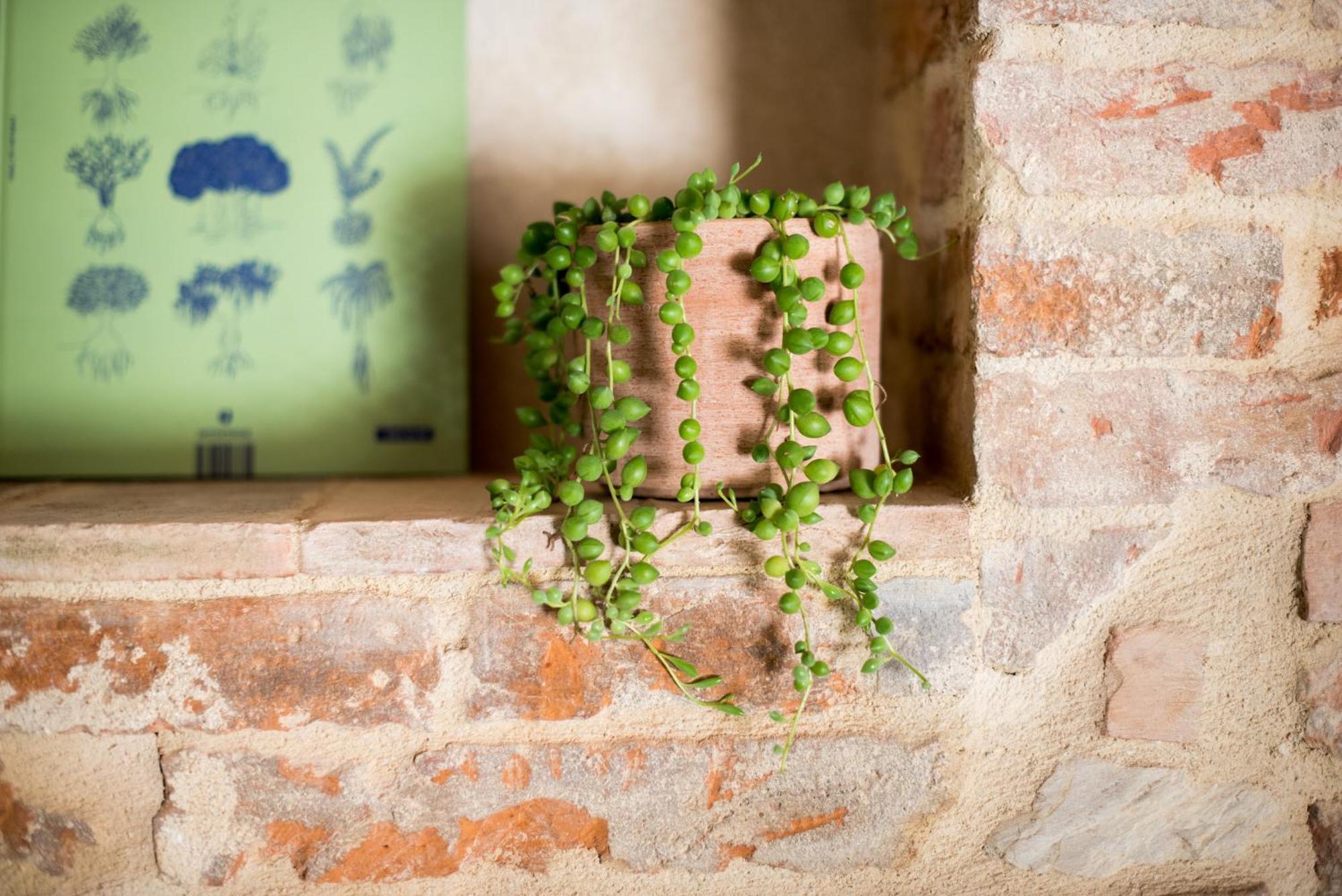 Agriturismo Casalino18 Tognazza ภายนอก รูปภาพ